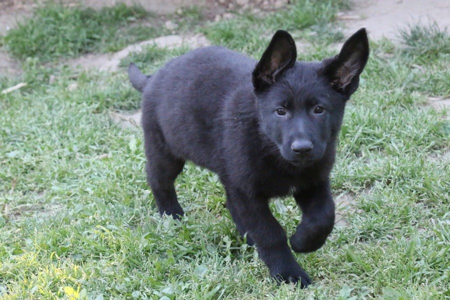 Chiot Berger Allemand du Domaine de Montgrey